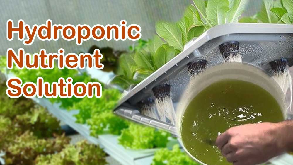 Hydroponic Nutrient Solution